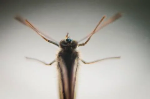 Butterfly Stock Photos