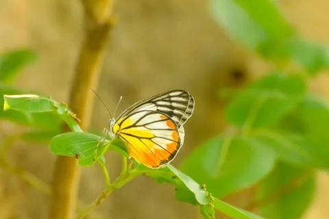 Butterfly Foto stock