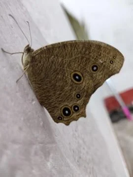 Butterfly Stock Photos