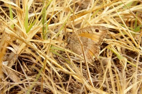 Butterfly Stock-Fotos