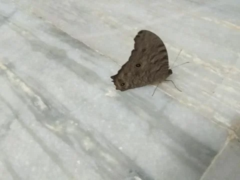 Butterfly 写真素材