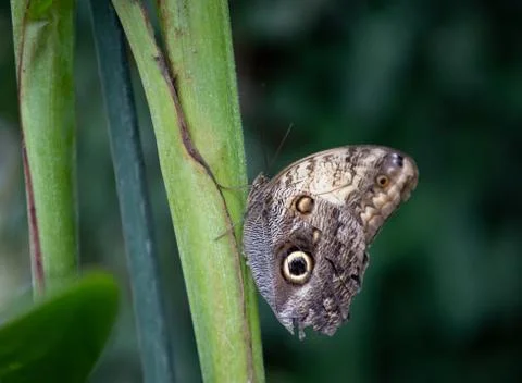 Butterfly Stock Photos
