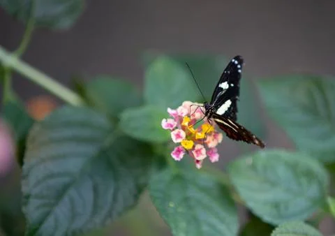 Butterfly Stock Photos