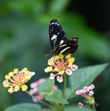 Butterfly Stock Photos