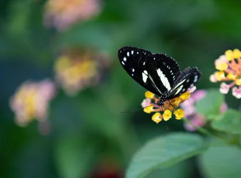 Butterfly 스톡 사진