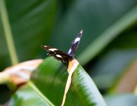 Butterfly Stock Photos