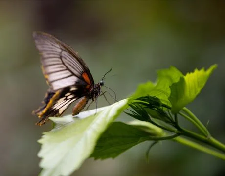 Butterfly Fotos Stock