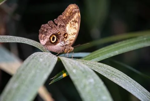Butterfly 스톡 사진