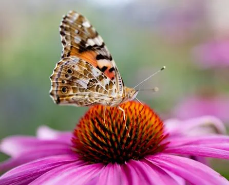 Butterfly Stock Photos