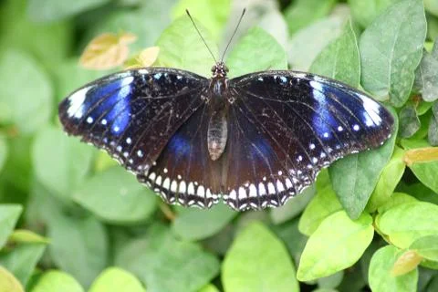 Butterfly Stock Photos
