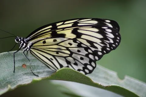 Butterfly Stock Photos