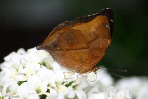 Butterfly Stock Photos