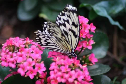 Butterfly Stock Photos