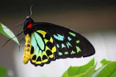 Butterfly Stock Photos
