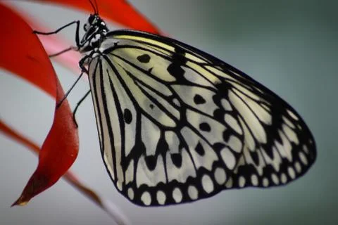 Butterfly Stock Photos