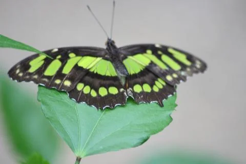 Butterfly Stock Photos