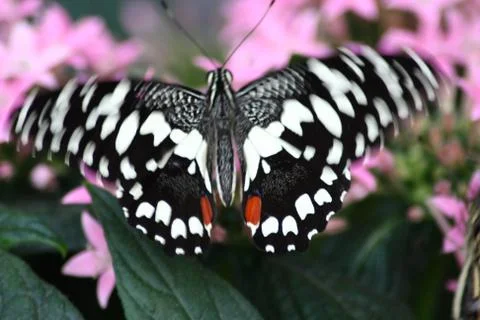 Butterfly Stock Photos