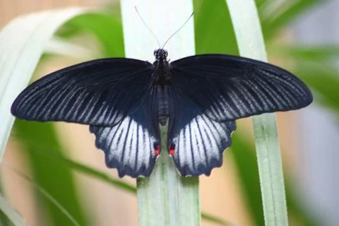Butterfly Stock Photos