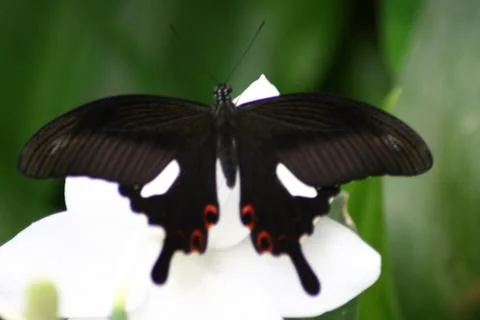 Butterfly Stock Photos