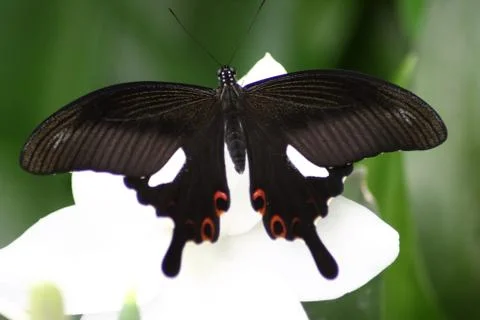 Butterfly Foto stock