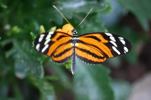 Butterfly Stock Photos