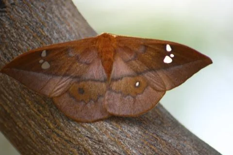 Butterfly Stock Photos