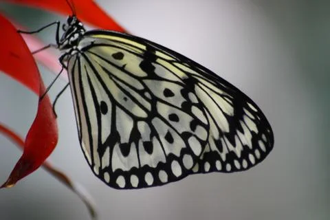 Butterfly Stock Photos