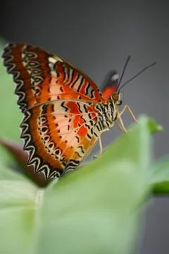 Butterfly Stock Photos
