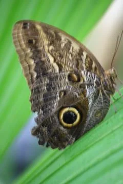 Butterfly Stock Photos