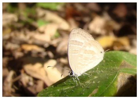 Butterfly Foto stock