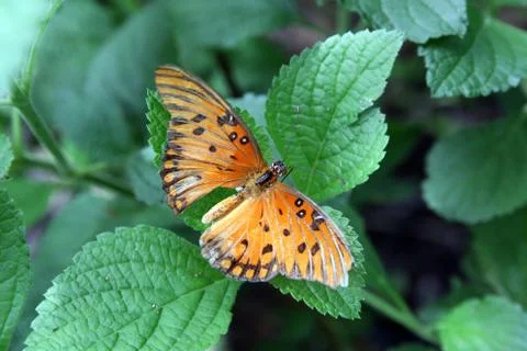 Butterfly Stock Photos