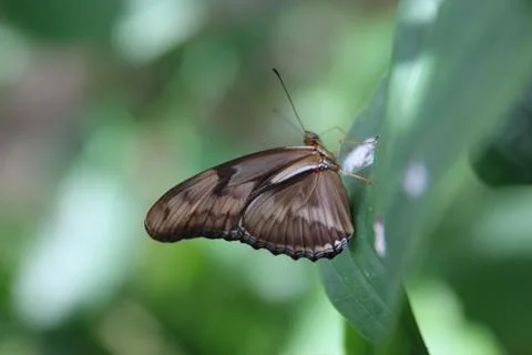 Butterfly Stock Photos