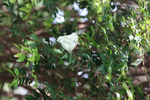Butterfly Stock Photos