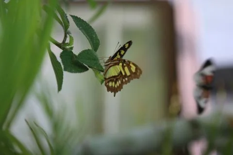 Butterfly Stock Photos
