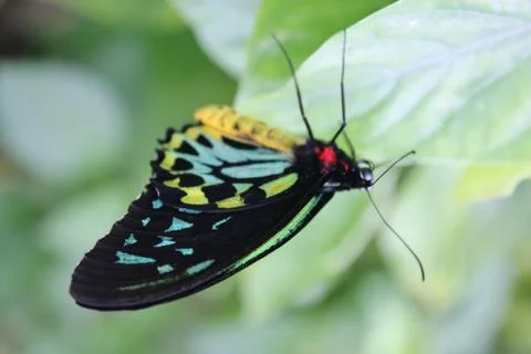 Butterfly Stock Photos