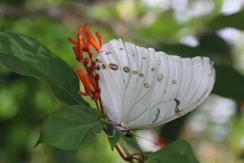 Butterfly Stock Photos
