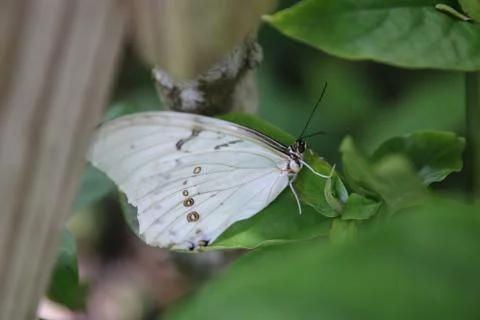 Butterfly 写真素材