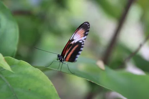 Butterfly Foto stock