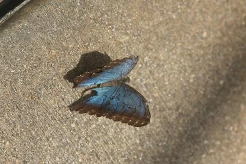 Butterfly Stock Photos