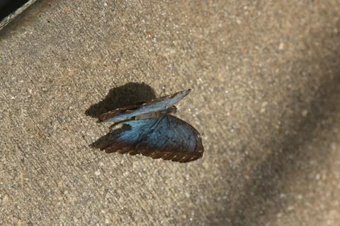 Butterfly Stock Photos
