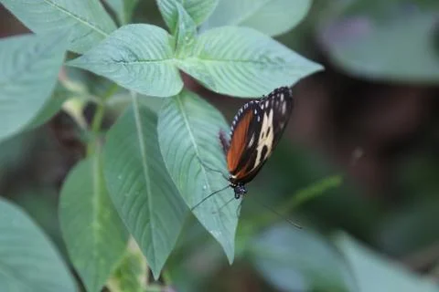 Butterfly Stock Photos