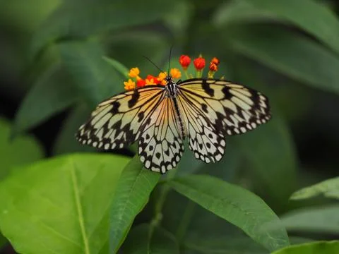 Butterfly. Stock Photos