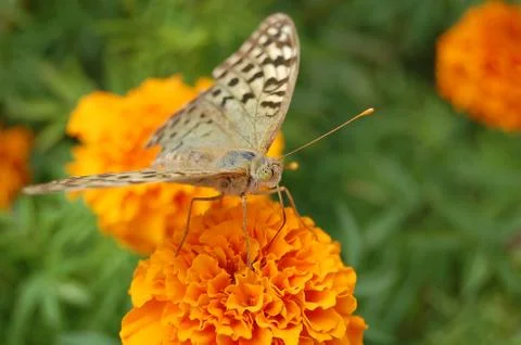 Butterfly Stock Photos