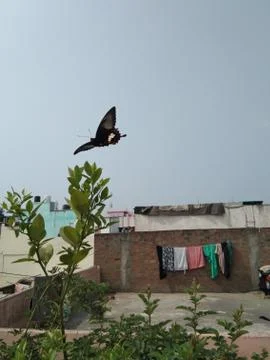 Butterfly Stock Photos