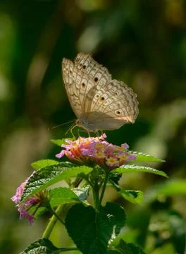 Butterfly Stock Photos