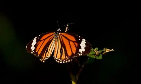 Butterfly Stock Photos