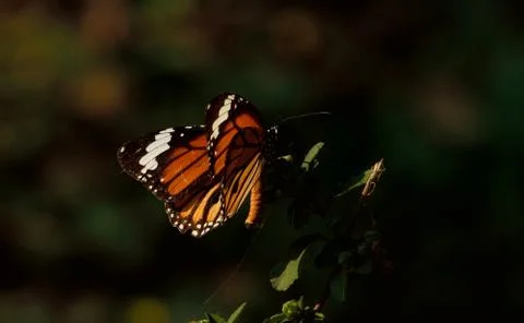 Butterfly Stock Photos