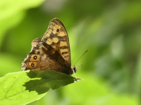 Butterfly Fotos de archivo