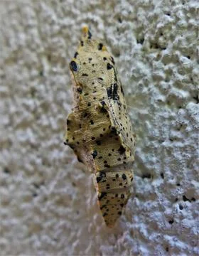 Butterfly Fotos de archivo