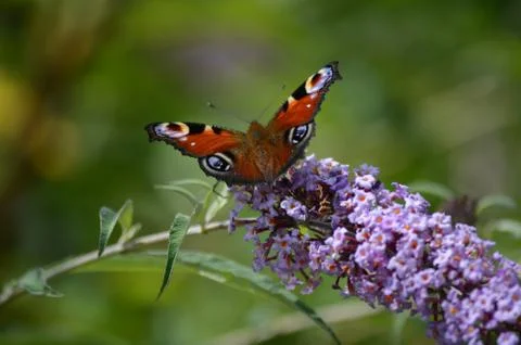 Butterfly Stock Photos